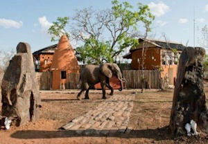 Amara Selous
