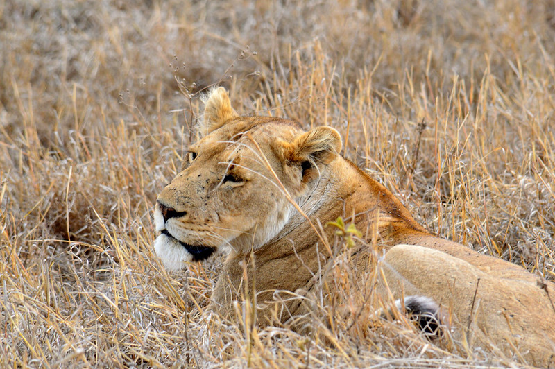 lions of africa