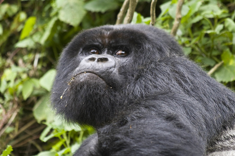 gorillas of africa