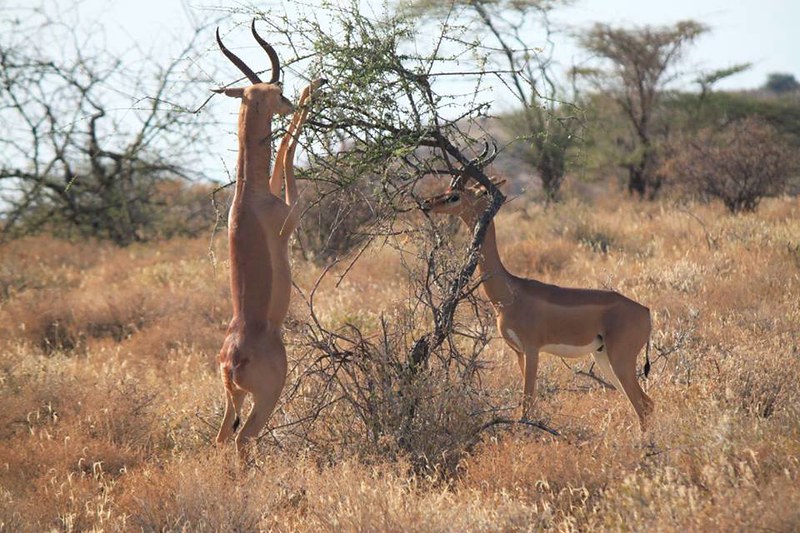 10 day safari tanzania