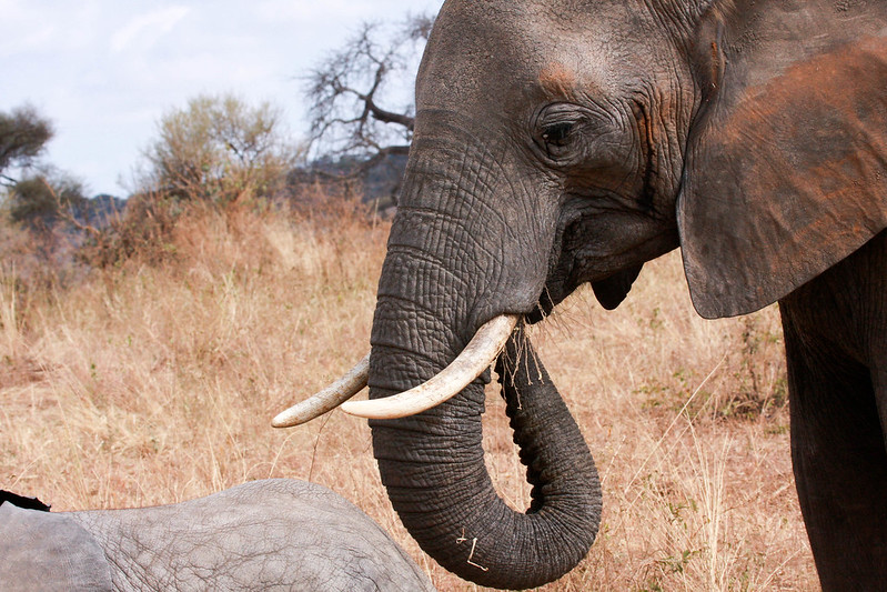10 day safaris