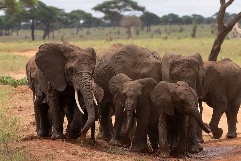 3 day safari tanzania