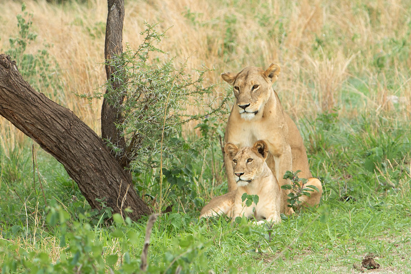 3 day serengeti safari