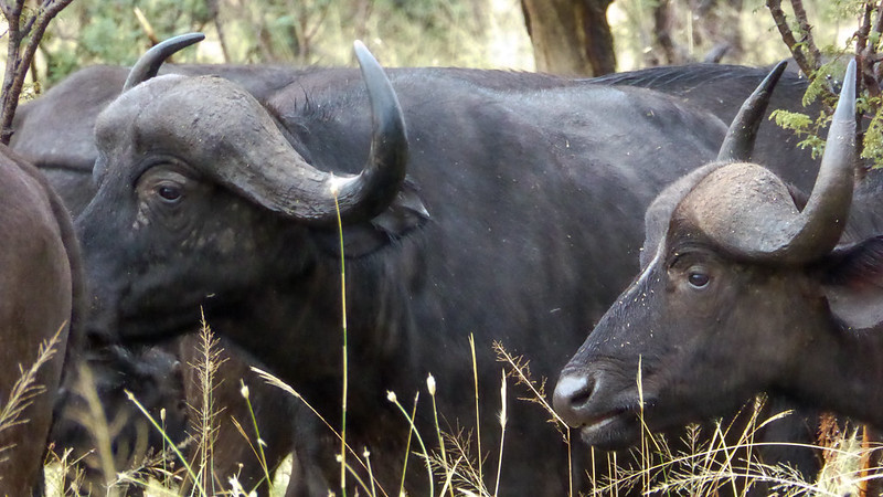 5 day safari tanzania