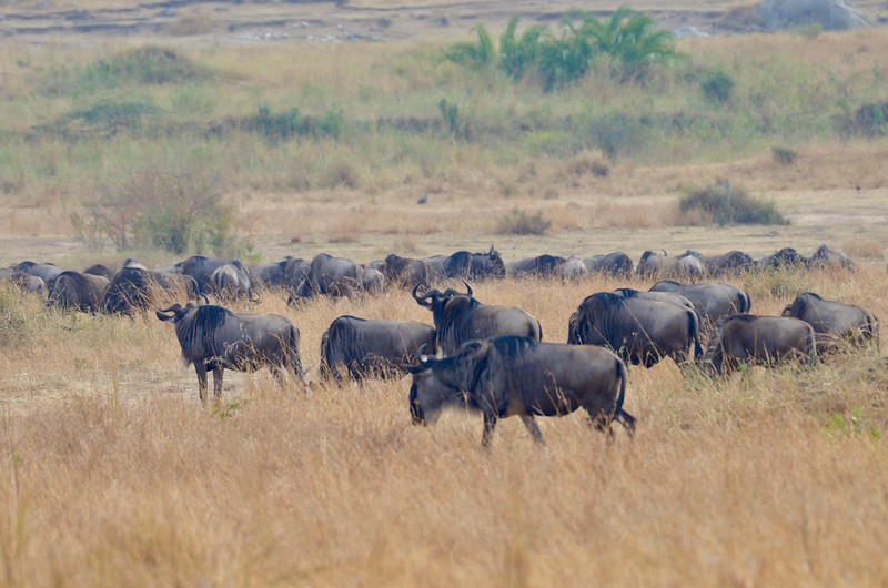 5 day safari
