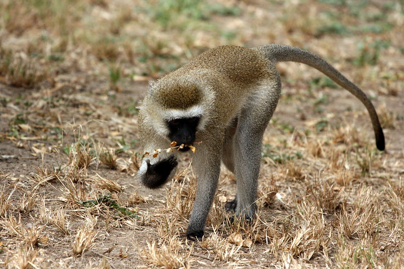 9 day safari tanzania
