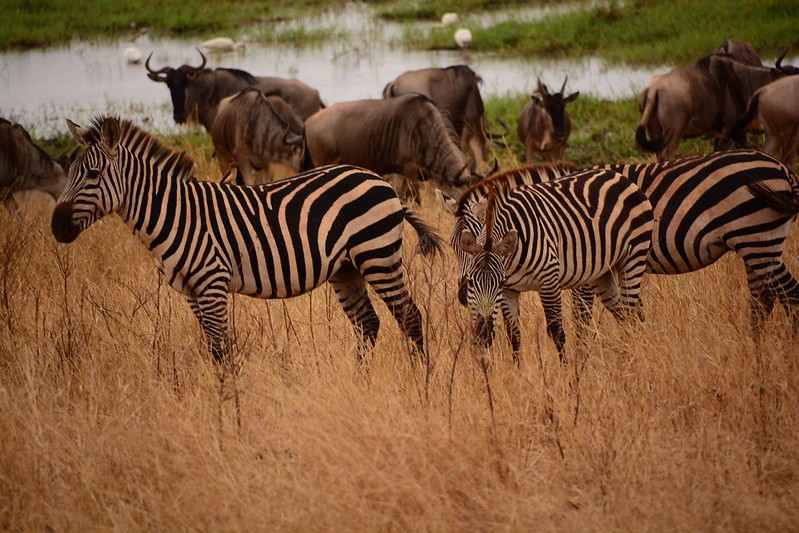 African safari luxury cost