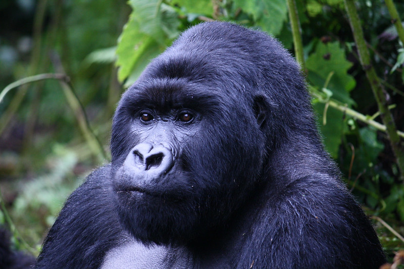 Kenya Tanzania Uganda luxury African safari