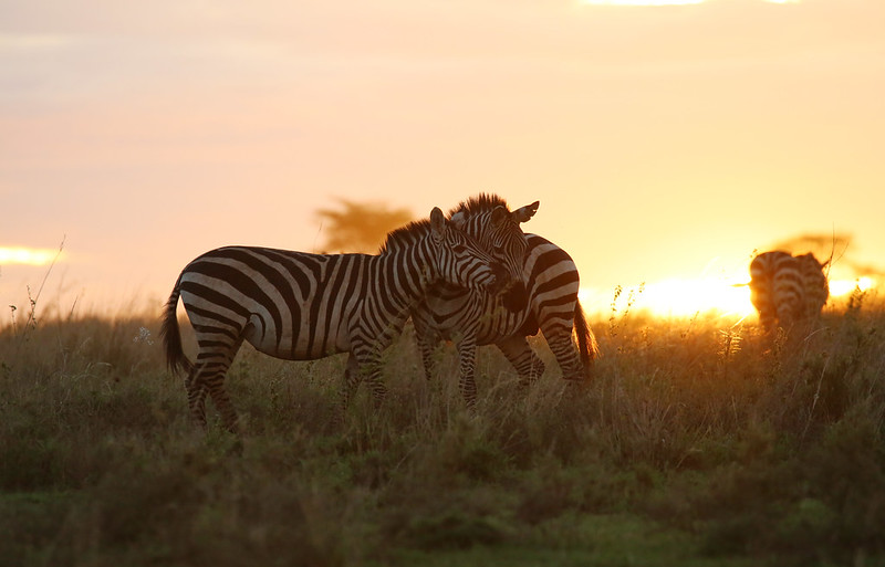 Safaris in Tanzania