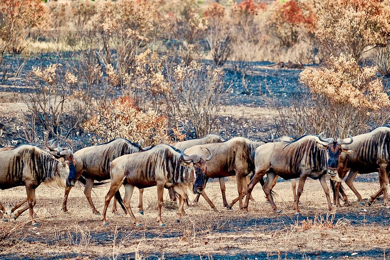 Wildebeest migration safari