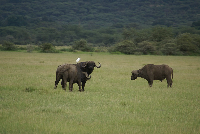 buffalo safari tanzania