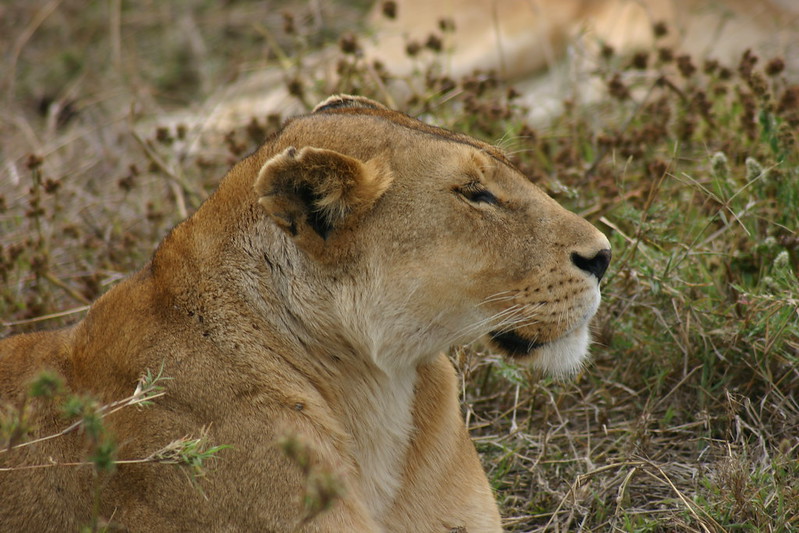 lion safari tanzania