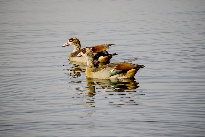 luxury birding in Tanzania