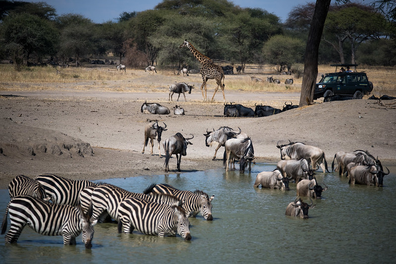 migration safari africa