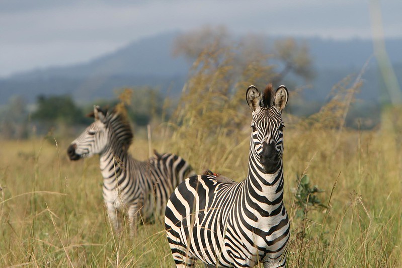 mikumi safaris