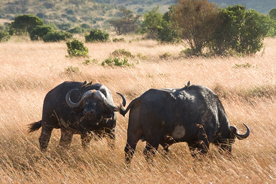 ngorongoro crater