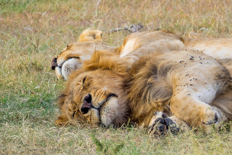 Tanzania safari cost