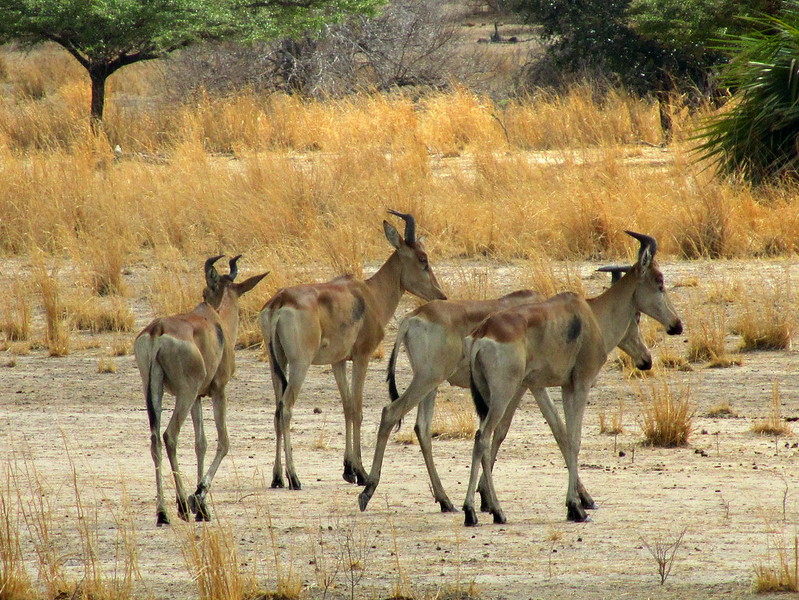 selous luxury safari