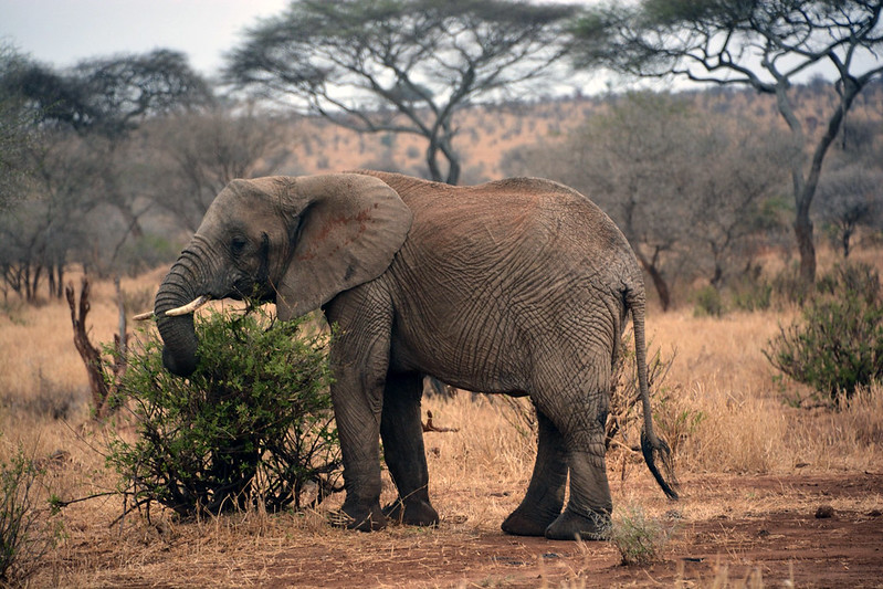 Tanzania wildlife luxury safaris