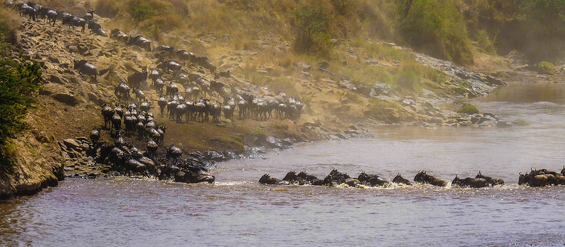 tanzania migration safari