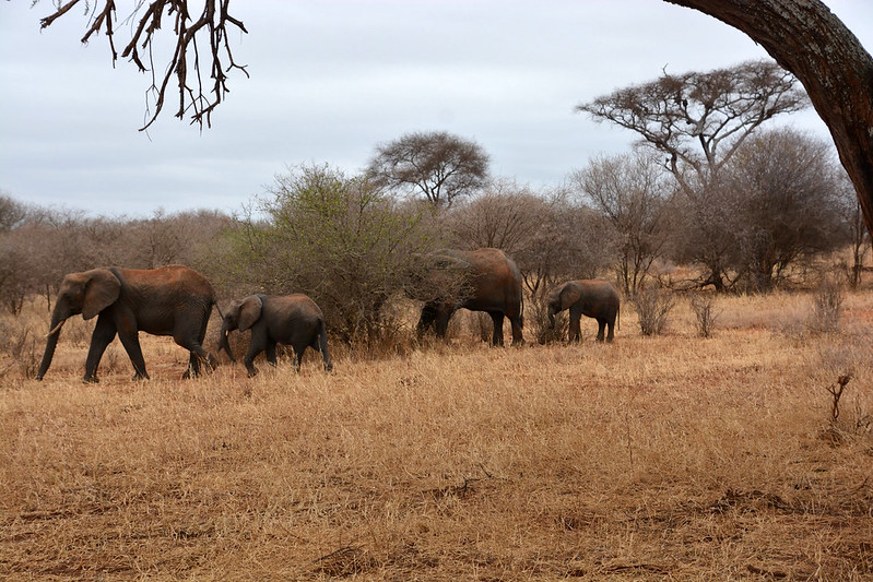 tanzania safari