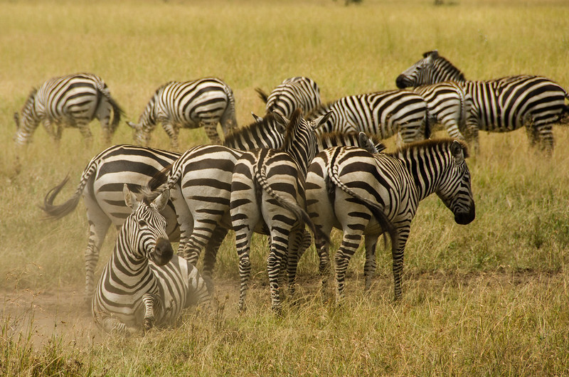 tanzania tours