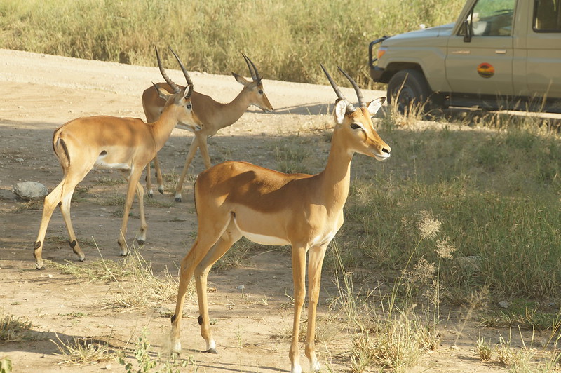 tanzania tours