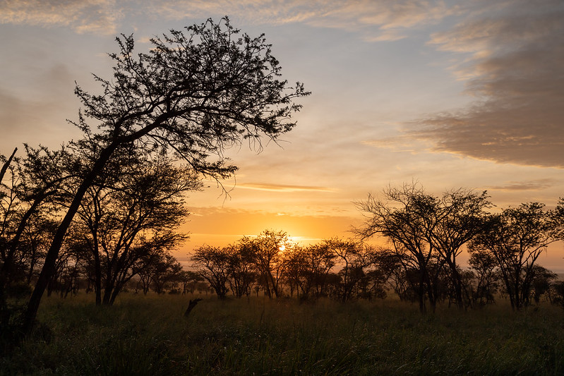 tanzania wildlife