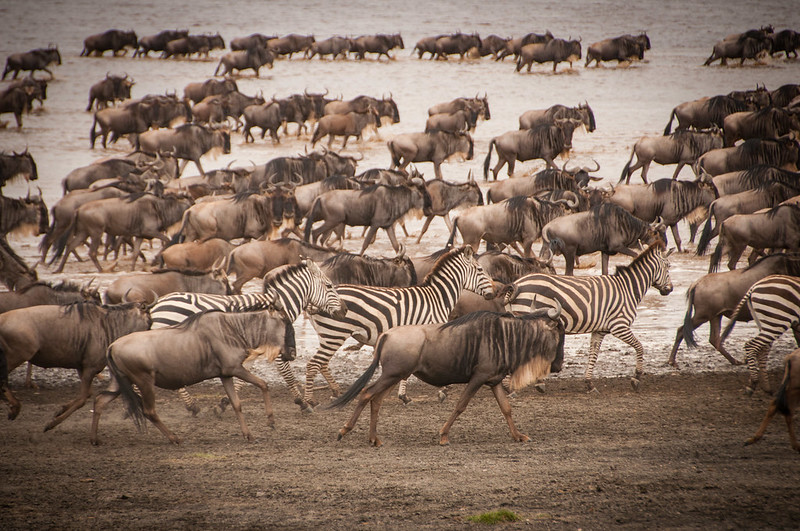wildebeest migration