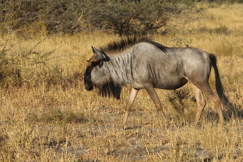 wildebeest safari tanzania