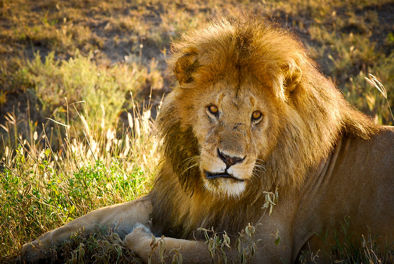 wildlife safari prices