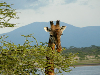 ndutu safaris