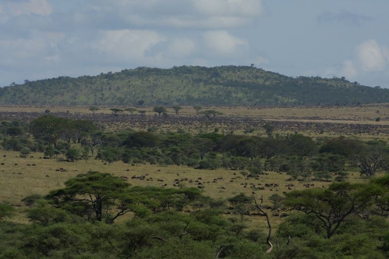 northern serengeti great migration