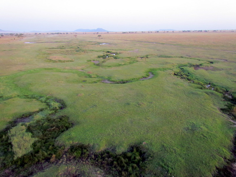 serengeti plains