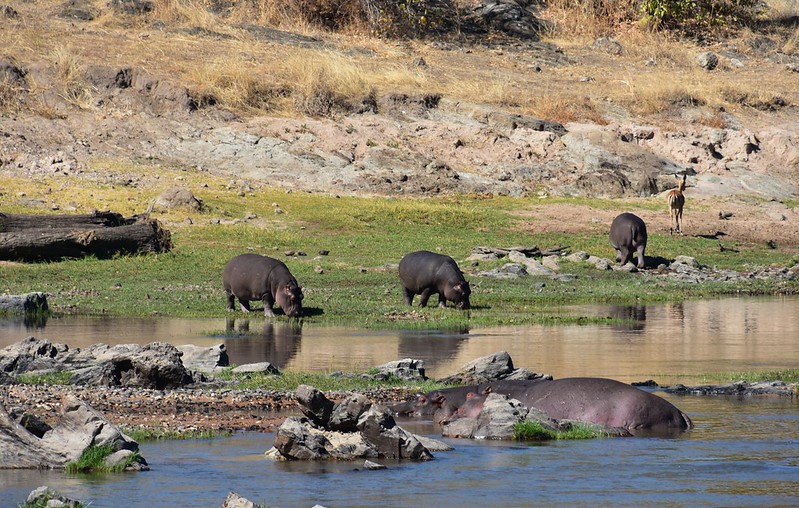 spectacular sunrise Ruaha, hippos