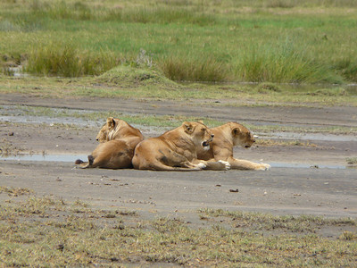 tarangire safari